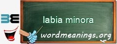 WordMeaning blackboard for labia minora